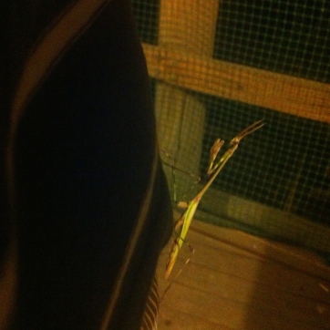 A friendly stick insect